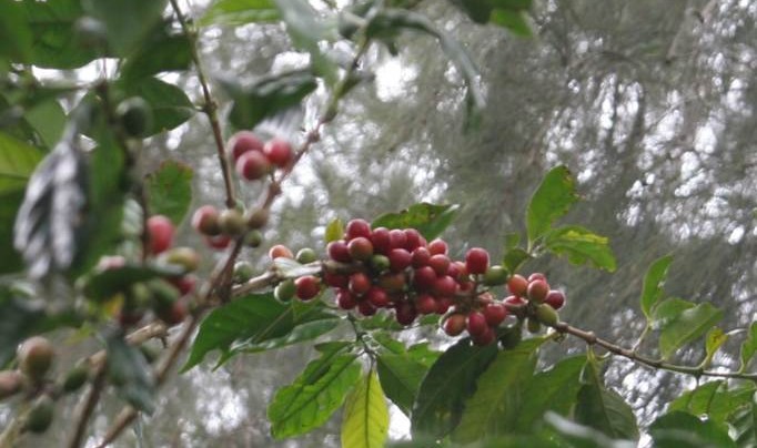 MARKET ANALYSIS: The Uncomfortable Truth For The Coffee Market After 25 Years Of Stagnated Production