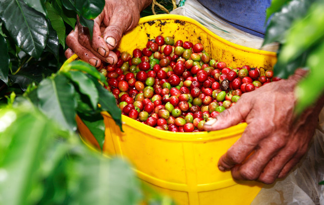 What Caused The Real Production Crisis For Colombia’s Coffee Growers?