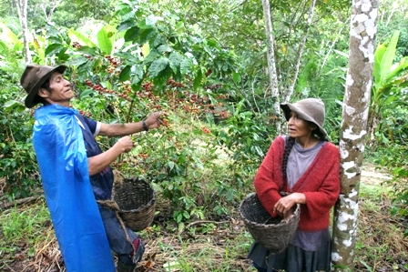 Peru Coca Growers Switch To Coffee As Producers Try To Battle Rust Fungus