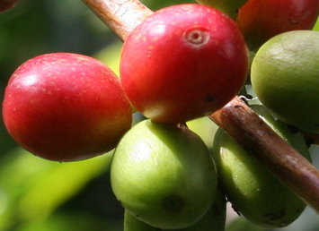 Blog de Café: La cosecha cafetera de Colombia fue de 10,9 millones de sacos al cierre de 2013
