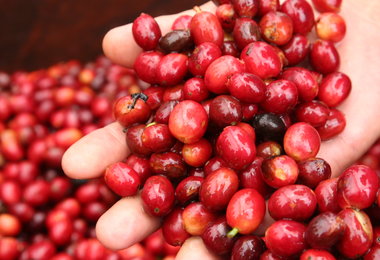 SPECIAL REPORT: Guatemala – A Boutique Of Specialty Coffees