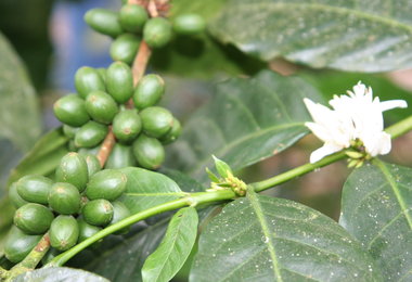 MARKET INSIGHT: Ecuador Nov Coffee Exports Down 13 Percent