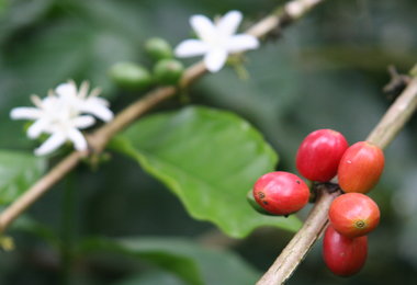 HARVEST ANALYSIS: Volcafe Cuts 2013-14 Coffee View For Brazil By 3.8M Bags, Pegs 2014-15 Down To 51M Bags