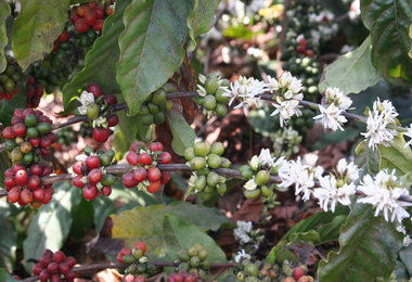 Nestlè Coffee Researchers De-Code Robusta DNA In New Study