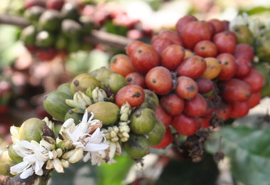 HARVEST ANALYSIS: Brazil’s Conab Pegs 2014-15 Coffee Harvest Down To 46.5M-50.15M Bags
