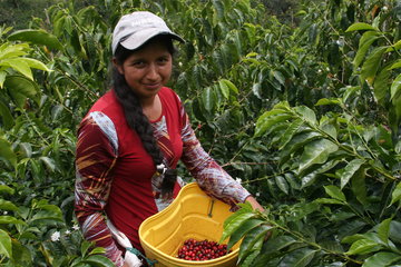 SPECIAL REPORT: Ecuador’s Coffee Industry Eyes New Markets Home And Abroad