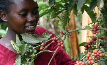 Kenya Pegs 2013-14 Coffee Export Earnings To Fall On Global Prices