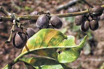 SPECIAL REPORT: Is a NEW Rust Attack Coming? Sliding Coffee Prices Are AGAIN Putting 2018 Crop At Risk For Market