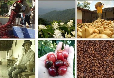 Coffee News NEXT From Indonesia, Brazil, South Korea, Price Outlook, Cameroon, Kenya, Colombia, Mexico, Nepal and China