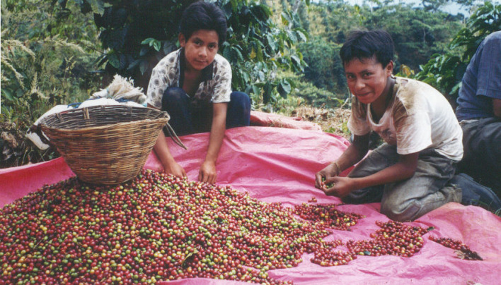 SPECIAL REPORT: Is Fairtrade Coffee Based On An Unjust Movement That Only Serves The Rich?