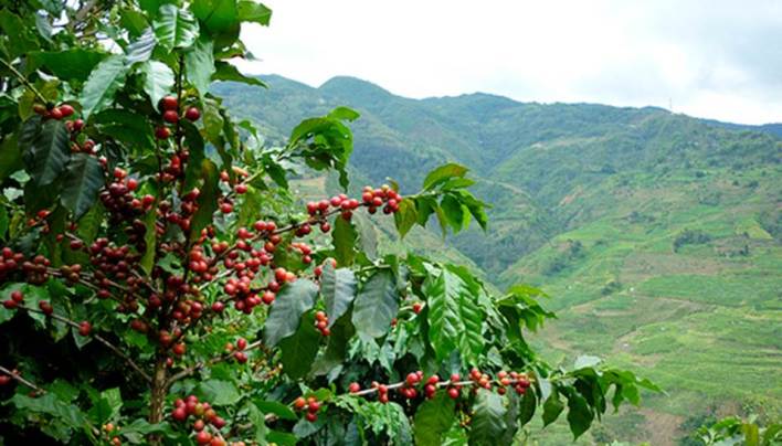 China’s Booming Coffee Culture Set To Use All Home Grown Beans