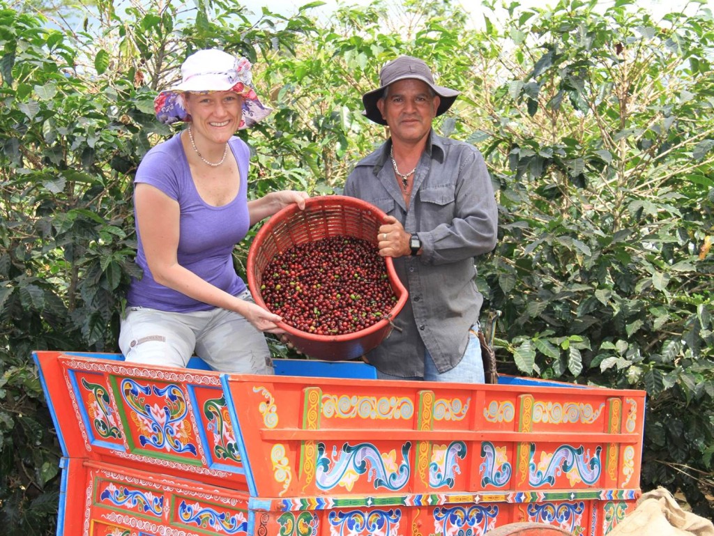 On Coffee Safari In Costa Rica, New 201415 Crop Seen Down 30 But