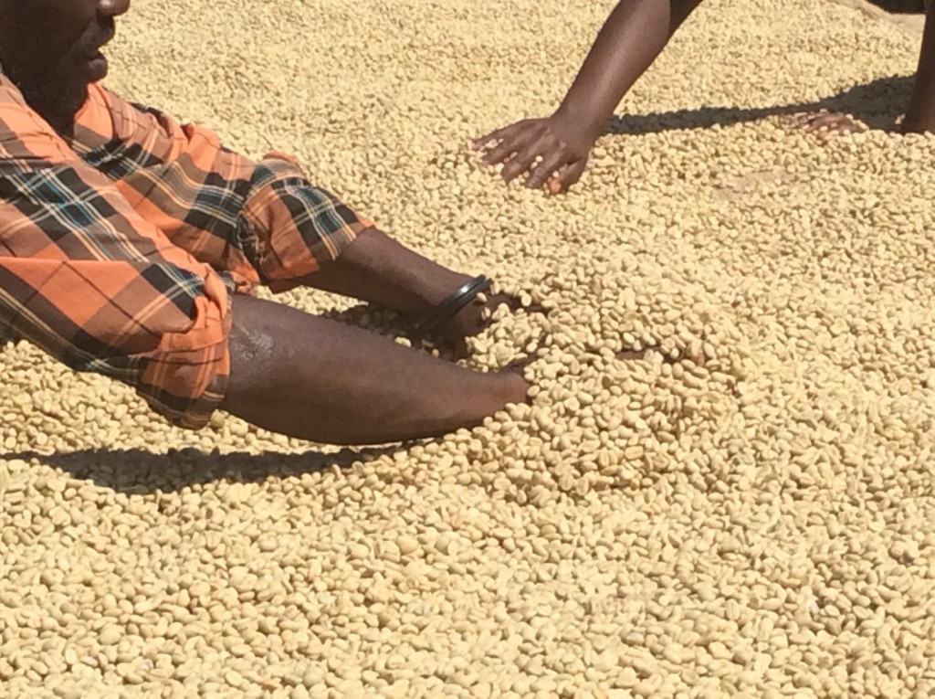 SPECIAL REPORT Ethiopia Targets Spot As World’s Nr 3 in Coffee as