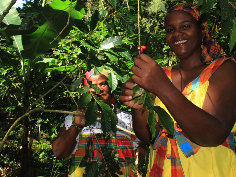 ORIGIN FOCUS 9 Puerto Rico’s Lively Coffee History From Slave Revolts