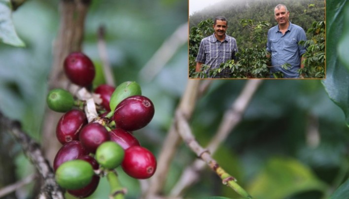 ORIGIN FOCUS: 3–Jamaica’s Best At Clifton Mount and Clydesdale Coffee Estates