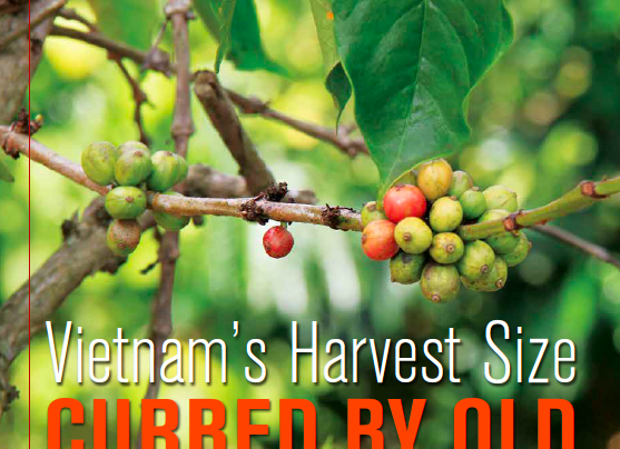 HARVEST ANALYSIS: Vietnam’s 2015-16 Coffee Harvest Size Cut Short By Old Coffee Trees