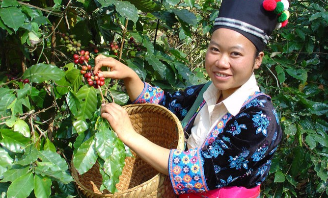 SPECIAL REPORT: Laos Continues To Expand Arabica Coffee Production