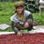 Coffee of the Day: Tourist Coffee Alert For Top Indonesia Toraja And Papua Beans