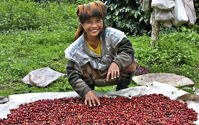 Coffee of the Day: Tourist Coffee Alert For Top Indonesia Toraja And Papua Beans