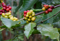 Blog de Café: Mundo enfrenta terceiro déficit na produção de café, diz OIC