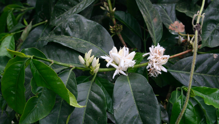 Floração irregular e queda de frutos podem reduzir a já comprometida produção de café no Brasil em 2017