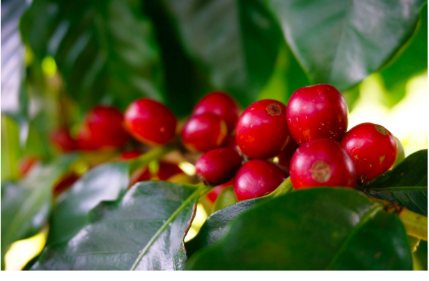 SPECIAL REPORT: In the Arabica Coffee Market equation, what’s with the Naturals