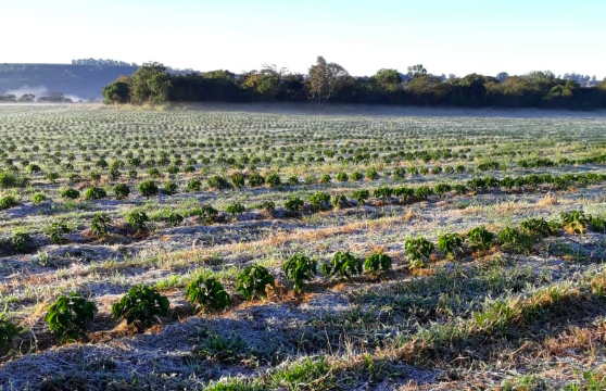 BRAZIL FROST: First Pictures Of Damage Published From Cerrado And Parana Coffee Regions